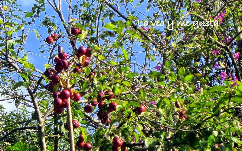 Pañando manzanes (Cogiendo manzanas)