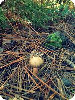 Recursos: Actividades manipulativas y sensoriales de Otoño