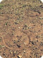 Recursos: Actividades manipulativas y sensoriales de Otoño