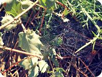 Recursos: Actividades manipulativas y sensoriales de Otoño