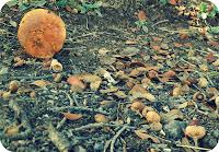 Recursos: Actividades manipulativas y sensoriales de Otoño