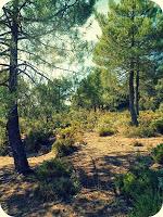 Recursos: Actividades manipulativas y sensoriales de Otoño