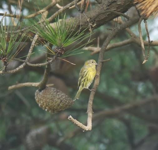 El canto otoñal del verdecillo