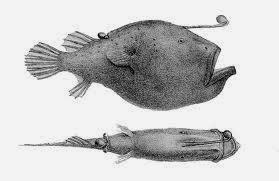 Diablos marinos, una especie no apta para machistas Diablos marinos, una especie no apta para machistas