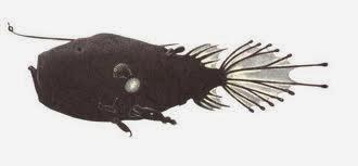 Diablos marinos, una especie no apta para machistas Diablos marinos, una especie no apta para machistas