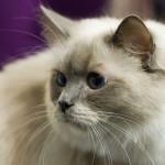 Displasia de cadera en gatos