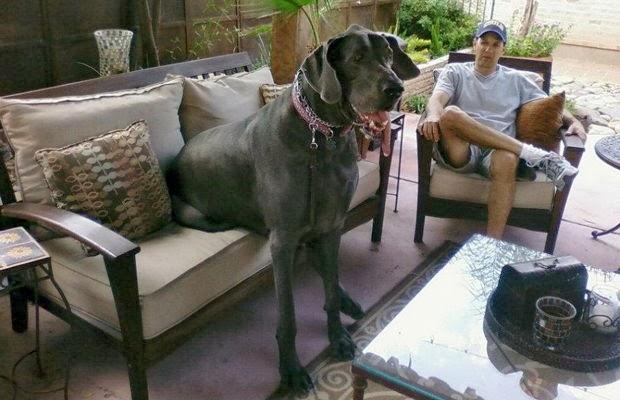 Muere el perro mas grande del mundo