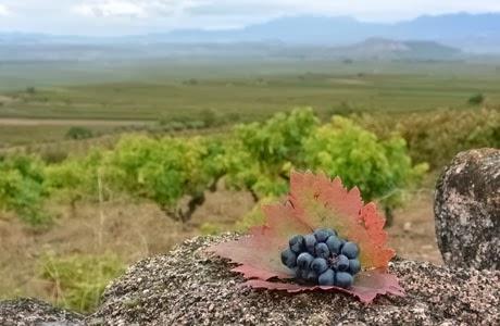 Rioja, viñedos y bodegas, Denominación de Origen Calificada