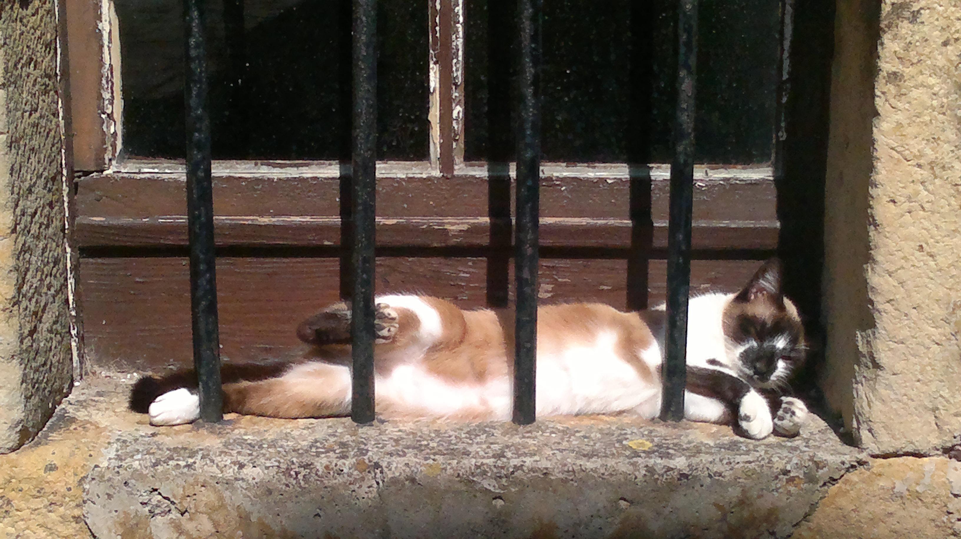 Tomando el sol del mediodía en un caserío abandonado