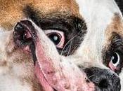 Video Perros movimiento