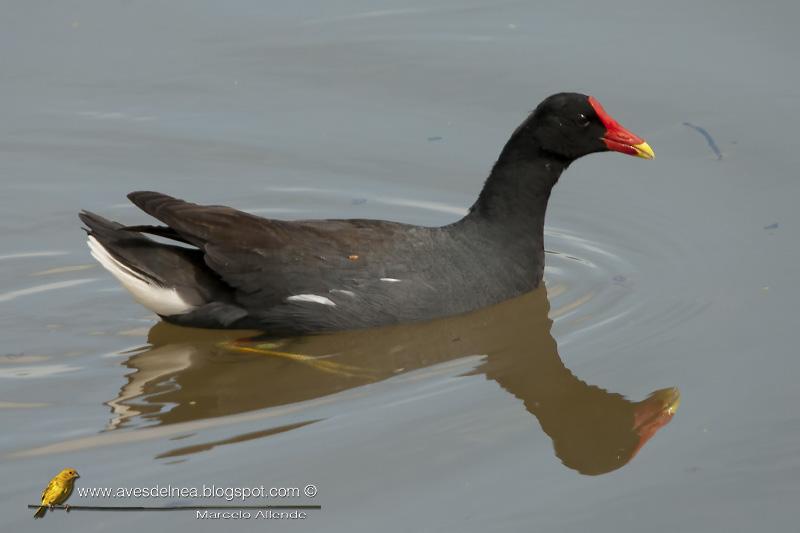 Pollona negra (Common Gallinule) Gallinula chloropus