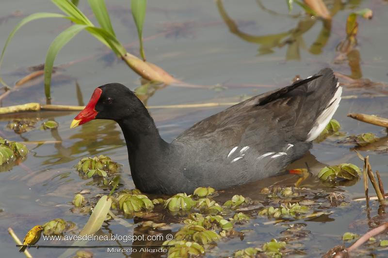 Pollona negra (Common Gallinule) Gallinula chloropus