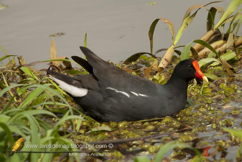 Pollona negra (Common Gallinule) Gallinula chloropus