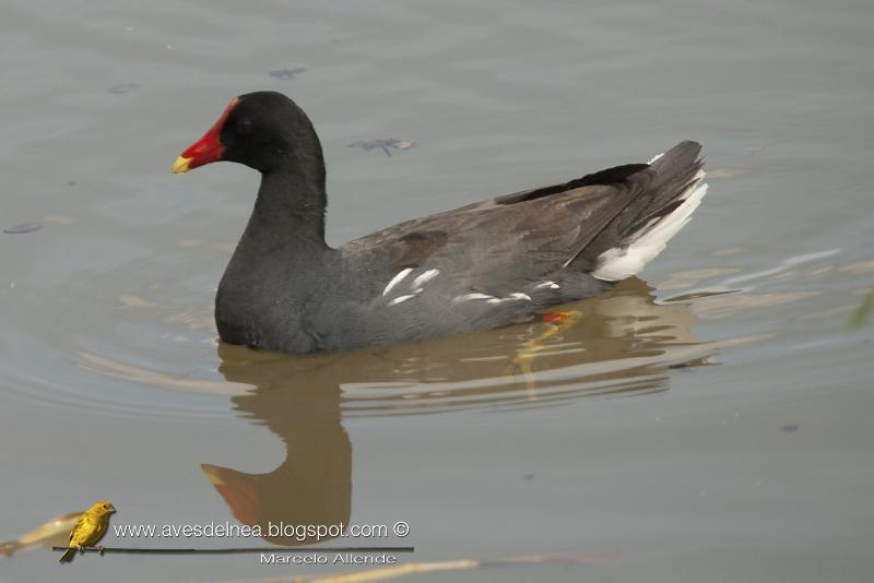 Pollona negra (Common Gallinule) Gallinula chloropus