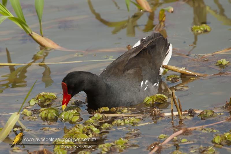 Pollona negra (Common Gallinule) Gallinula chloropus