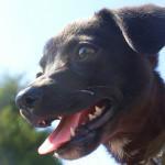 Cuidados dentales de los perros. Conceptos básicos Cuidados dentales de los perros