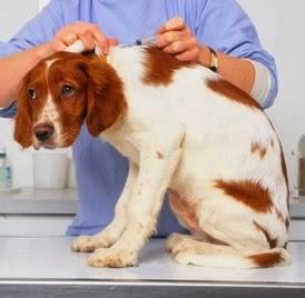 La vacunación de tu mascota: Beneficios y riesgos