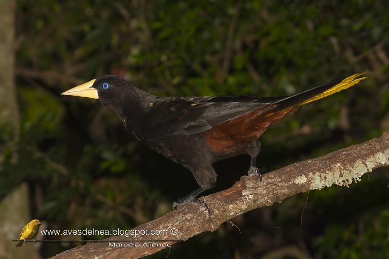 Yapú (Crested Oropendola) Psarocolius decumanus