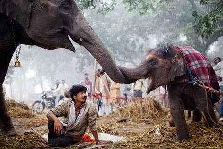 Mahout con un elefante de tres meses