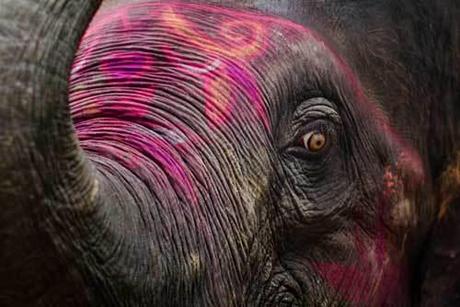 La frente y las orejas se decoran con tiza para hacer los animales más atractivos para la venta