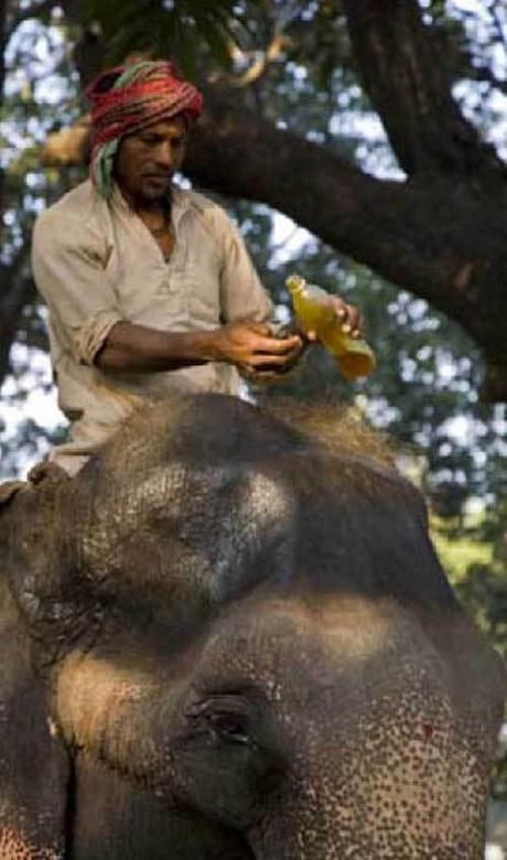 Mahout: una Profesión en Extinción