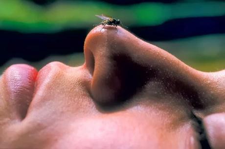 Diario de una mosca común - 3ª parte