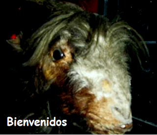 Segundo reto de Halloween