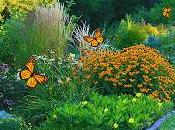 Cómo Diseñar Jardín Mariposas