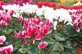 CÓMO SEMBRAR SEMILLAS DE CYCLAMEN DE PERSIA