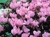 Cómo sembrar semillas cyclamen persia