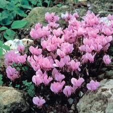 CÓMO SEMBRAR SEMILLAS DE CYCLAMEN DE PERSIA