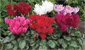 CÓMO SEMBRAR SEMILLAS DE CYCLAMEN DE PERSIA