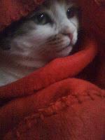 Gata escondida gata escondida