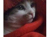 Cuando Gato Mayor "Dispara Fuera Área"