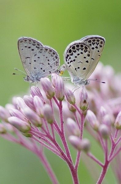 Mariposa, Sorpresa Amorosa