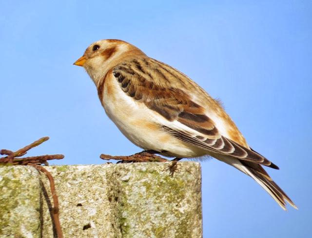 AVES POR CANTABRIA-ESCRIBANOS NIVAL UNA JOYA ORNITOLOGICA