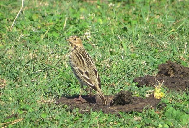 AVES POR CANTABRIA-ESCRIBANOS NIVAL UNA JOYA ORNITOLOGICA