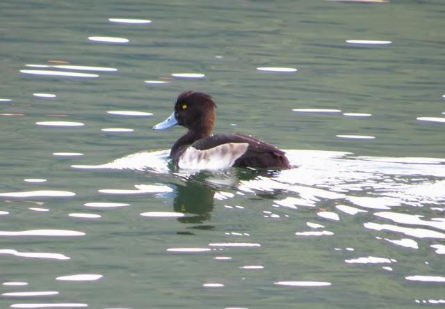 AVES POR CANTABRIA-ESCRIBANOS NIVAL UNA JOYA ORNITOLOGICA