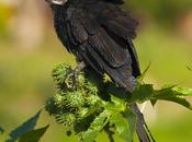 chico (Smooth-billed Ani)