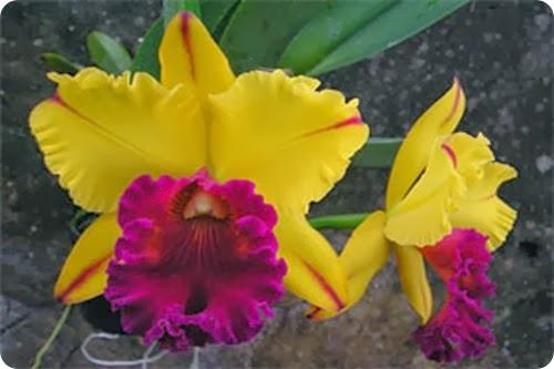 orquideas misioneras