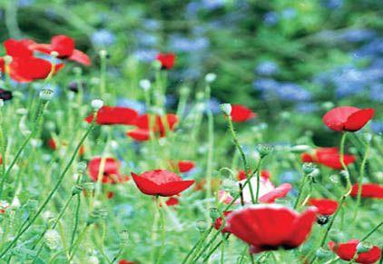 El camino de las orquídeas.