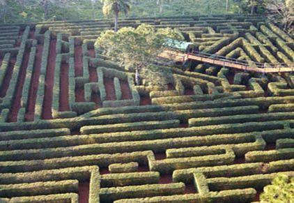 El camino de las orquídeas.