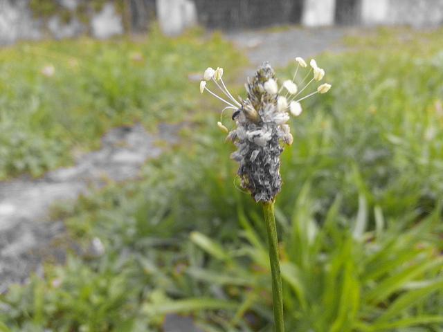 Androidografia Barakaldo 1552