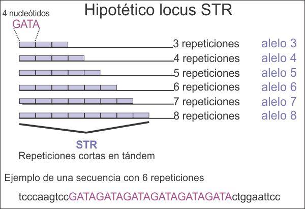 ¿Qué es eso de “hacer un ADN”?