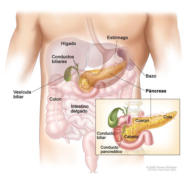 Cancer de pancreas: un nuevo tratamiento mejora el pronostico.