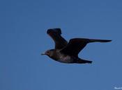 Aves marinas ballenas Cantábrico