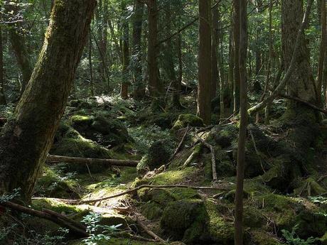 Bosque de Aokigahara
