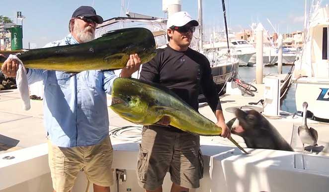 león marino ladrón de pescado
