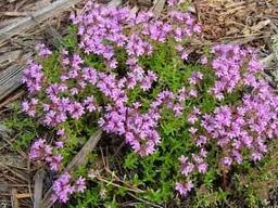 CÓMO SEMBRAR SEMILLAS DE TOMILLO