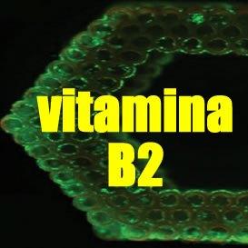 vitamina-b2